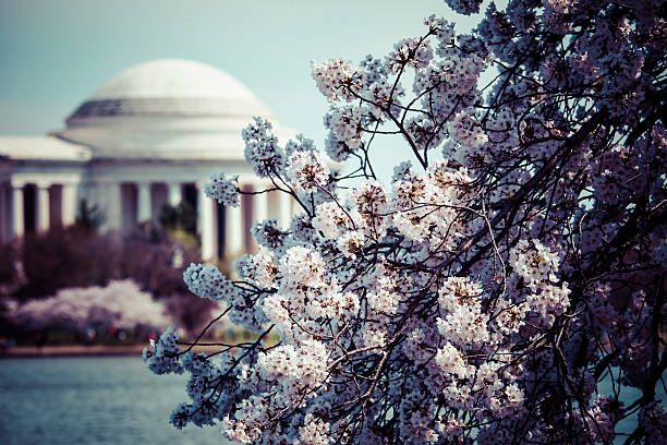 istock Pink cherry blossoms in spring Jefferson Memorial in Washington DC 493202033