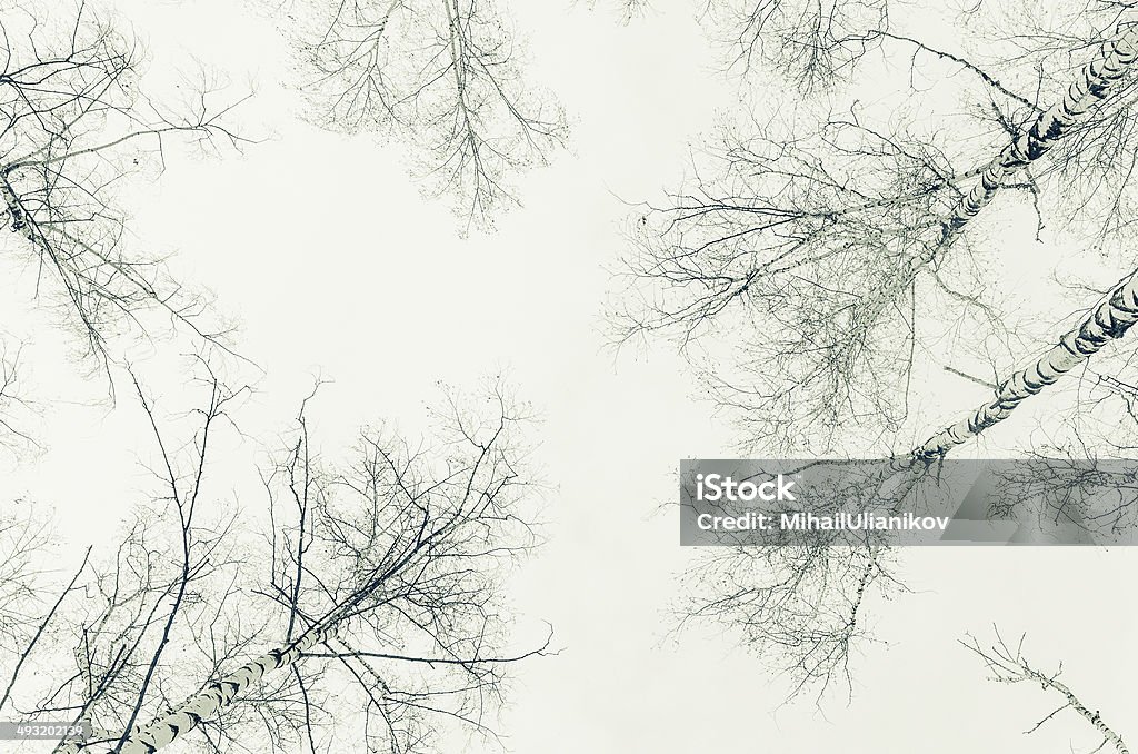 早春には、樺の森セピア画像 - からっぽのロイヤリティフリーストックフォト