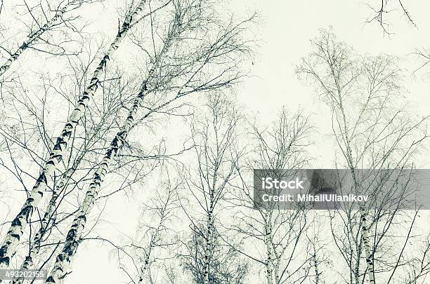 어얼리 연두빛 만들진 버치 Forest 세피아 이미지 가냘픈에 대한 스톡 사진 및 기타 이미지 - 가냘픈, 겨울, 겨울나무