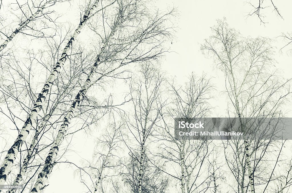 Na początku wiosny w birch forest. sepia obraz - Zbiór zdjęć royalty-free (Bezlistne drzewo)