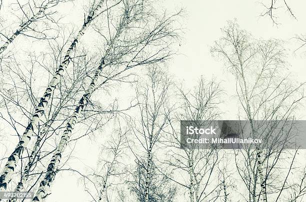 Na Początku Wiosny W Birch Forest Sepia Obraz - zdjęcia stockowe i więcej obrazów Bezlistne drzewo - Bezlistne drzewo, Biały, Brzoza