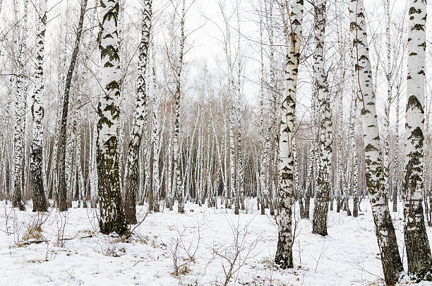istock early spring in a birch forest. Snow are still covering 493202185