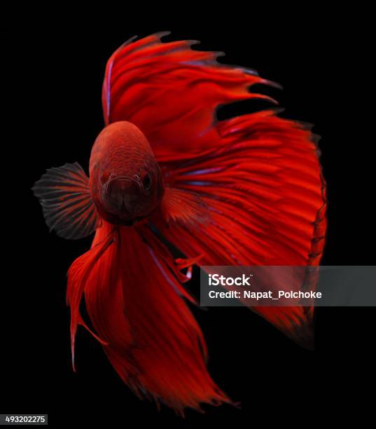 Siamese Fighting Fish Stock Photo - Download Image Now - Activity, Animal, Animal Scale