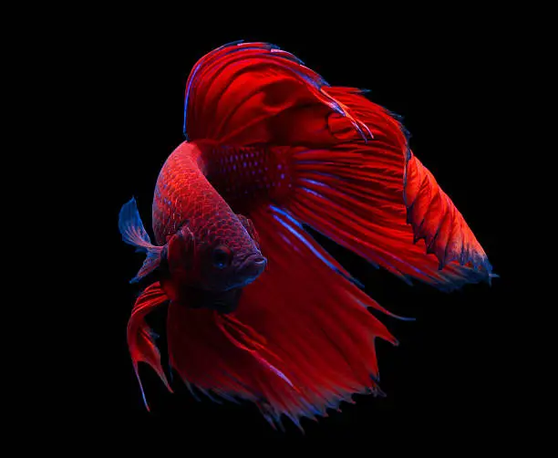 siamese fighting fish isolated on black background.