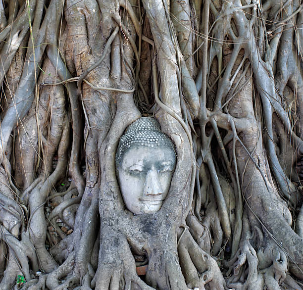 istock The Head of sandstone Buddha in tree roots 493202645
