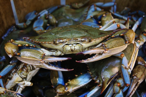 This is a picture of Maryland Blue Crabs in a bushel basket.