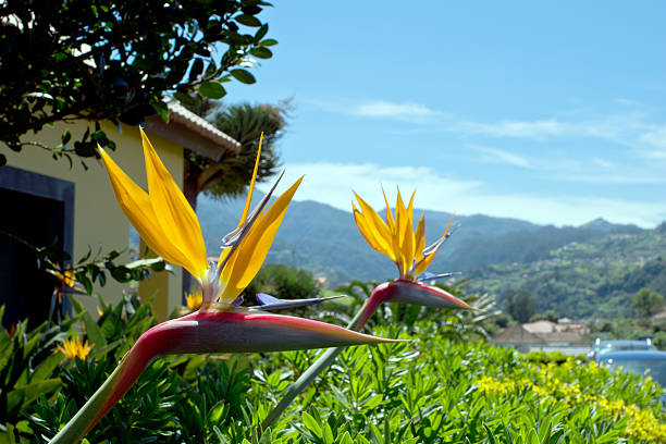 istock Bird of Paradise 493205023