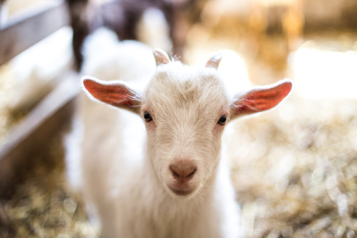 Close up of a goat sticking its head through a fence on a field in Polperro, Cornwall.