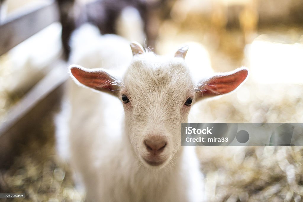 Baby Goat Cute baby goat Petting Zoo Stock Photo