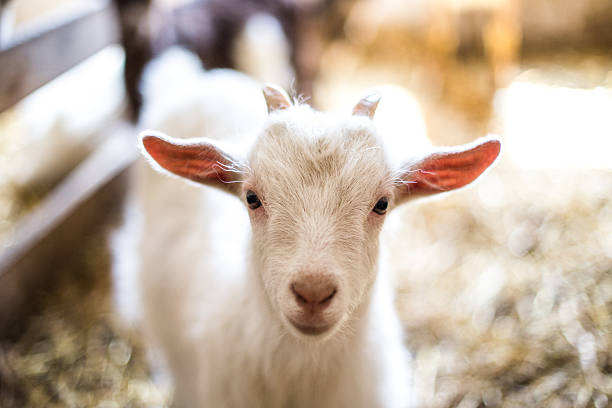 Baby Goat Cute baby goat petting zoo stock pictures, royalty-free photos & images