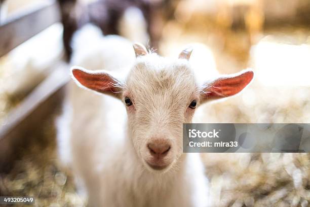 Baby Goat Stock Photo - Download Image Now - Petting Zoo, Domestic Goat, Young Goat - Kid