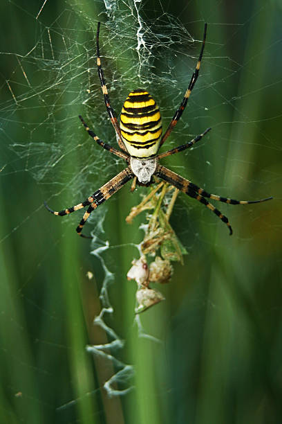 паук argiope bruennichi - mesh web spider стоковые фото и изображения