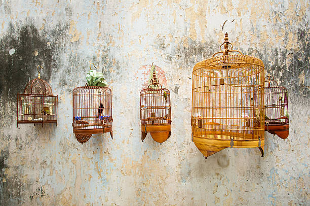 Birdcages with the birds hanging on the wall
