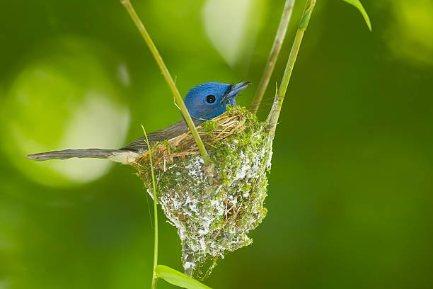 istock Female Black-naped Monarch 493207431