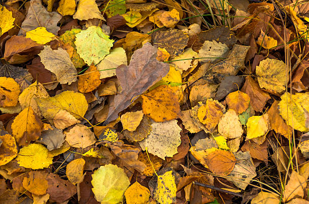 istock Background of autumn yellow leaves 493209258