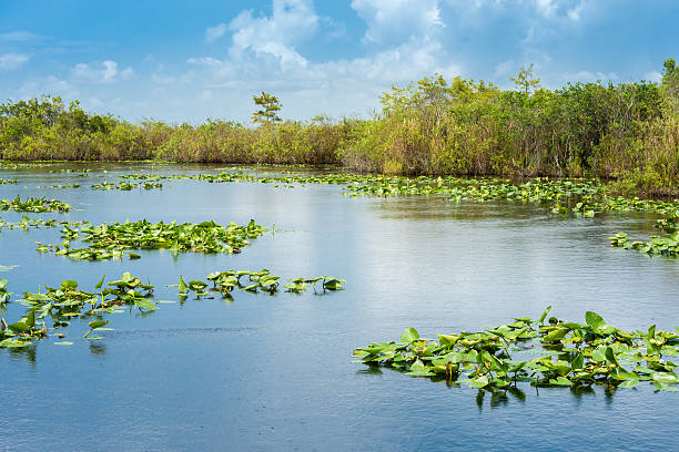 istock landscape in the everglades national park 493210448