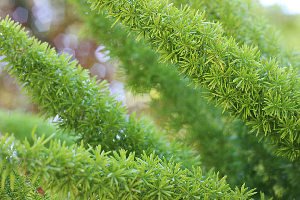 istock Green Plant Background - Christmas 493211222