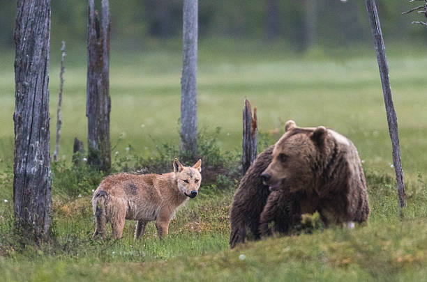 серый волк, canis красной, коричневой медведь, передней arctos - кухмо стоковые фото и изображения