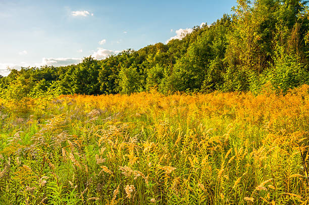 istock golden green grass field at sunset 493211714
