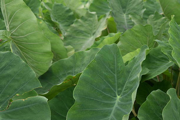 istock Green leaves in sunlight 493212274