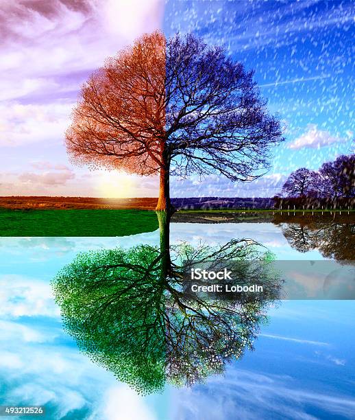 Seasons Stock Photo - Download Image Now - Four Seasons, Season, Tree
