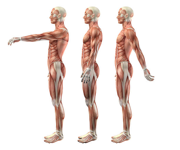 3 d の男性医療スタイルをショルダー flexion 、延長、および h - strength skinless muscular build human muscle ストックフォトと画像