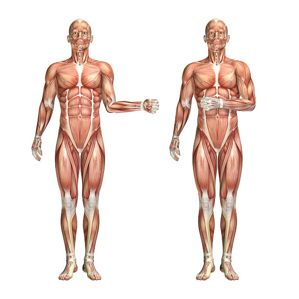 3 d 숫나사 디스트리토 그림 표시중 갓길 외부 및 내부 ro - strength skinless muscular build human muscle 뉴스 사진 이미지