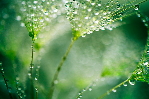 Dandelion seed with dew drops with green garden background - 3D illustration