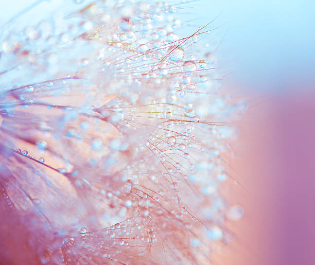 seme di dente di leone con gocce d'acqua - dandelion water dandelion seed dew foto e immagini stock