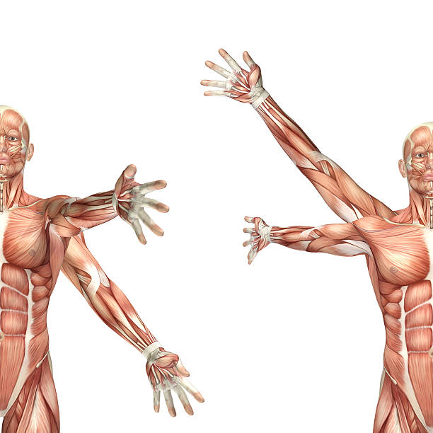 3 d の男性医療ボディショルダー circumduction を - strength skinless muscular build human muscle ストックフォトと画像