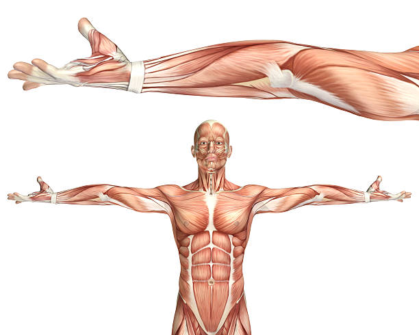 3 d 医療スタイルを��肘 supination - strength skinless muscular build human muscle ストックフォトと画像