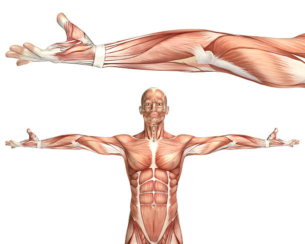 3 d 의료 그림 표시중 엘보 supination - strength skinless muscular build human muscle 뉴스 사진 이미지