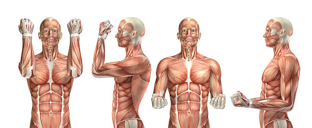 3 d 医療スタイルを見せる、肘 flexion 延長 - strength skinless muscular build human muscle ストックフォトと画像