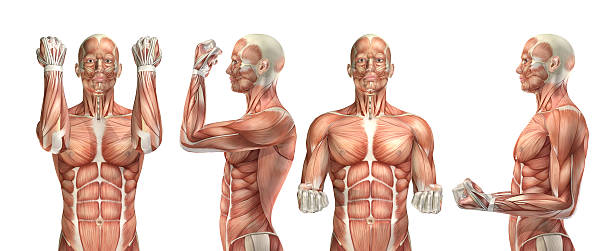 3 d 의료 그림 표시중 엘보 굽힘 및 내선번호가 - strength skinless muscular build human muscle 뉴스 사진 이미지