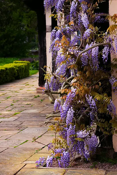 Photo of Tudor antique house Blakesley Hall entrance wisteria twine vine decorative