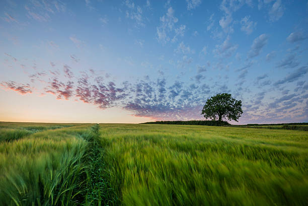 istock Pastel colours at sunset in barley fields , Cornwall, UK 493216166