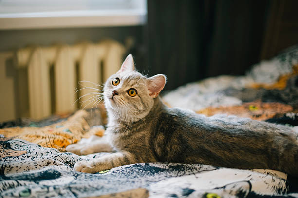 cute cuddly scottish straight kitten on a kitty tapestry