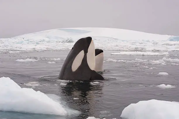 Photo of Two Killer Whales