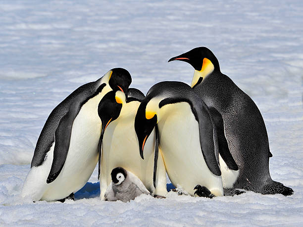 Emperor Penguins with chick Emperor Penguins with chick fight for adopting  antarctica penguin bird animal stock pictures, royalty-free photos & images