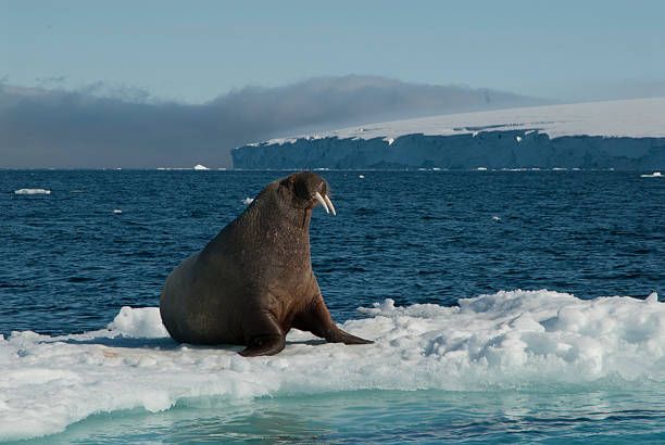 Walrus on an ice floe Walrus on an ice floe in the Spitsbergen walrus photos stock pictures, royalty-free photos & images
