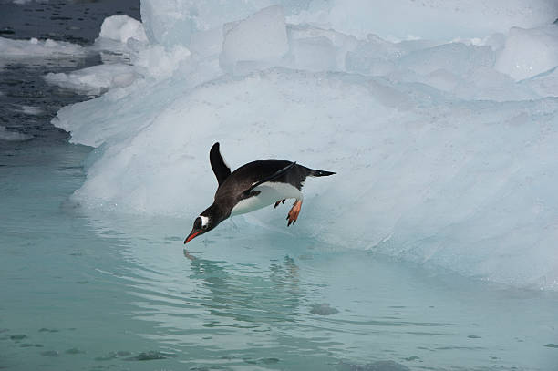 istock Gentoo Penguin  jump from the ice 493218038