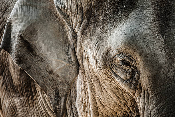 istock Elephant close up seeing skin texture and spots 493218055