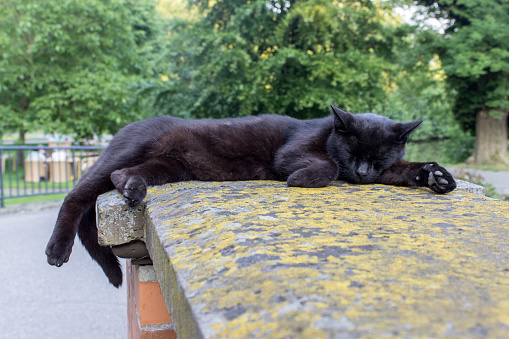 A black cat lies on a stone wall