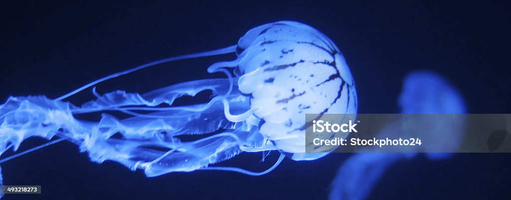 Blue Blue Jellyfish dance in an aquarium Abstract Stock Photo