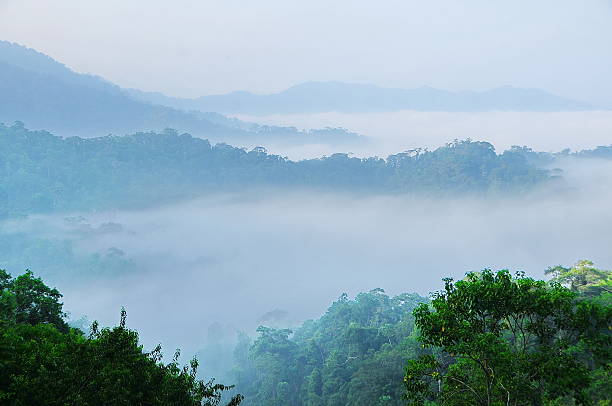 istock Mountains fog forest at dawn 493218457