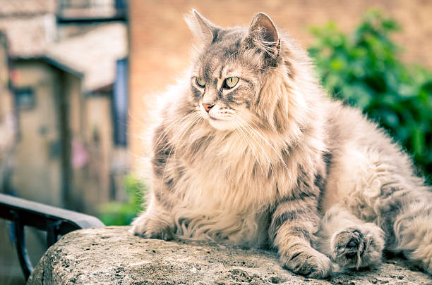 istock Long hair domestic cat 493218538