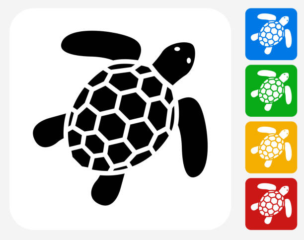 illustrazioni stock, clip art, cartoni animati e icone di tendenza di sea turtle icona piatto di design grafico - sea turtle square shape square endangered species