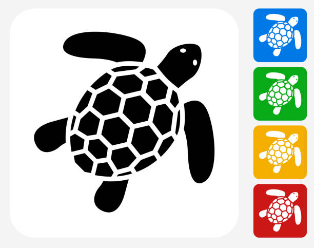 ilustrações de stock, clip art, desenhos animados e ícones de tartaruga do mar ícone flat design gráfico - sea turtle square shape square endangered species