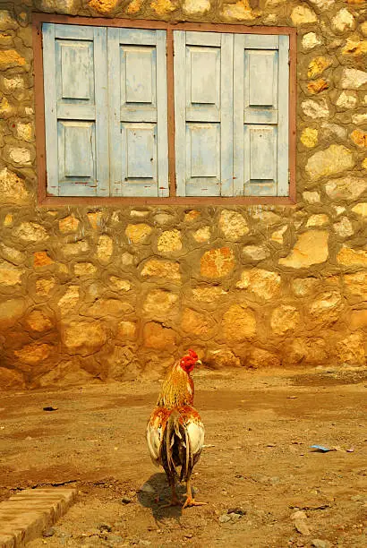 Rooster showing off in late-afternoon sun in the village in Laos