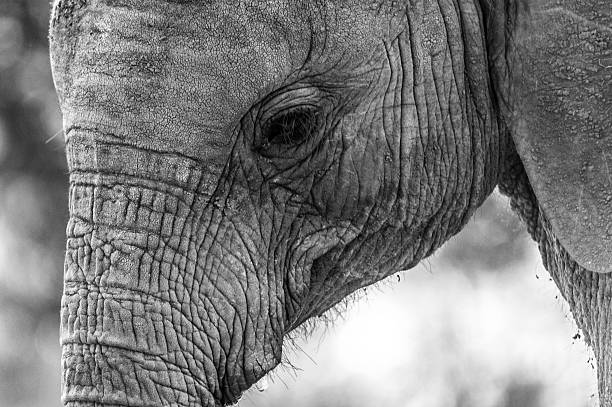 istock Eye of the elefant 493219862